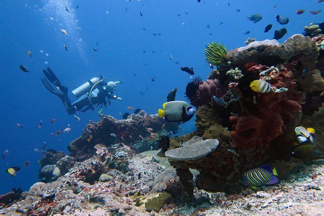 Nusa Penida Day Trip for 3 dives - Food and Comfort