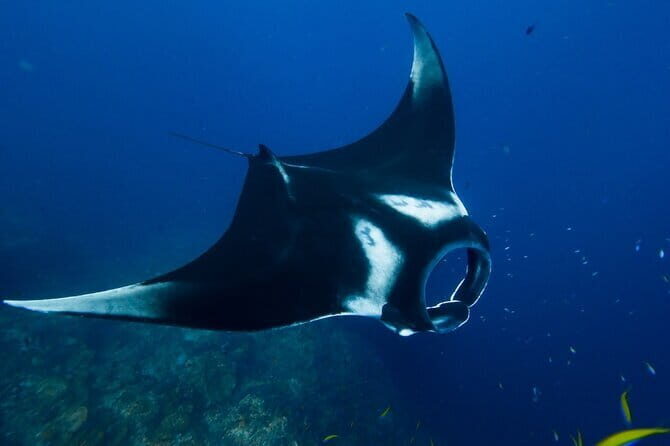 Nusa Penida Day Trip with Snorkeling Package - Exploring the Highlights of Nusa Penida