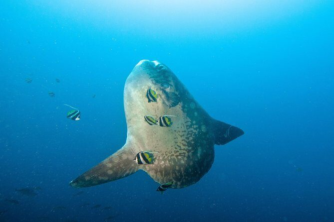 Nusa Penida Three Dives Trip for Certified Divers - An Honest Look at the Nusa Penida Three Dives Trip