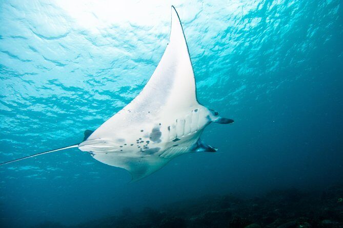 Nusa Penida Three Dives Trip for Certified Divers - Diving into the Details: The Experience & Why It Matters