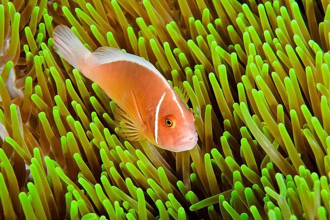 Nusa Penida Try Scuba Diving Program - for Non-Certified Divers - Frequently Asked Questions