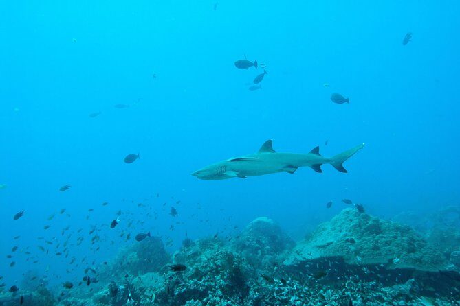 Nusa Penida Two Dives Trip for Certified Divers - Why Choose This Tour?