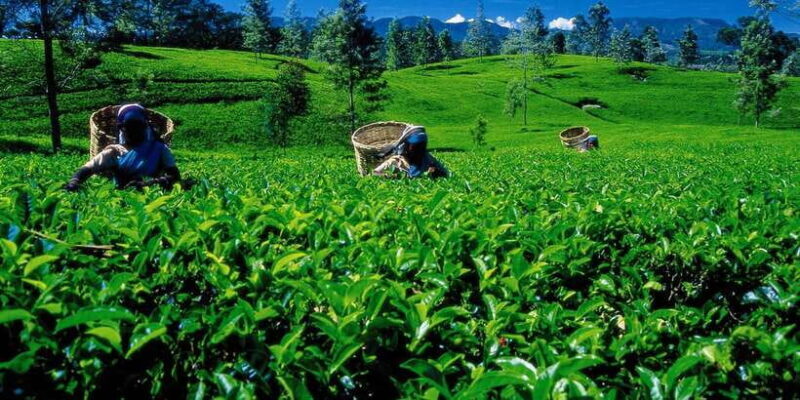 Nuwara Eliya: All-Inclusive Private Sightseeing Day Tour - Key Points