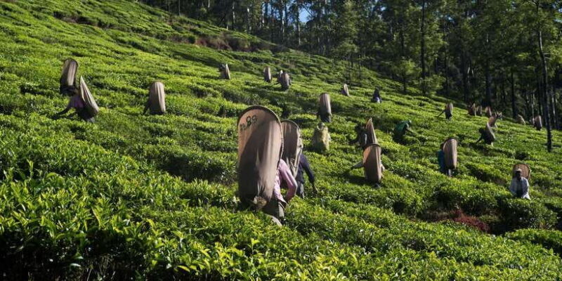Nuwara Eliya: All-Inclusive Private Sightseeing Day Tour - What Travelers Say
