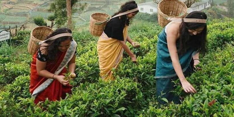 Nuwara Eliya Day Tour from Kandy (Private Tour) - FAQs