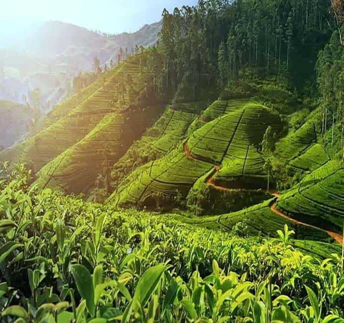 Nuwara Eliya Full day: 5Waterfalls, 2Tea Test & pick by TUK - FAQs