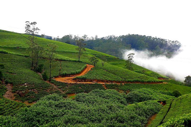 Nuwara Eliya Tea factory and waterfall tour - Frequently Asked Questions