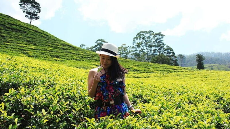 Nuwara Eliya to Kandy: Transfer with Waterfall & Tea Tour - What Travelers Are Saying