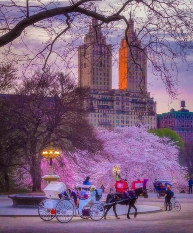 NYC: Amazing Central Park Horse and Carriage Ride with Guide - An Authentic, Relaxing Way to Explore Central Park