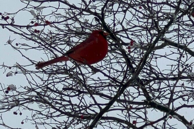 NYC Beginner Private Birdwatching Tour - A Closer Look at the NYC Beginner Private Birdwatching Tour