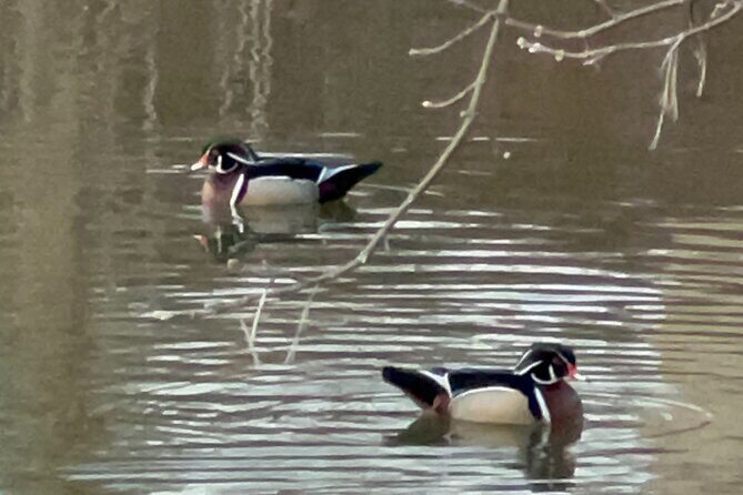 NYC Beginner Private Birdwatching Tour - Exploring Central Park Through Bird’s Eyes
