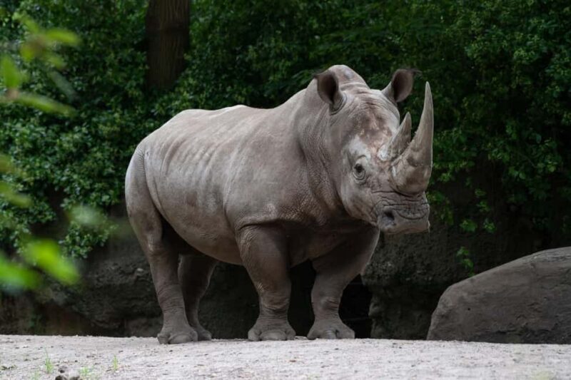 NYC: Bronx Zoo Entry Ticket - An In-Depth Look at Your Bronx Zoo Adventure