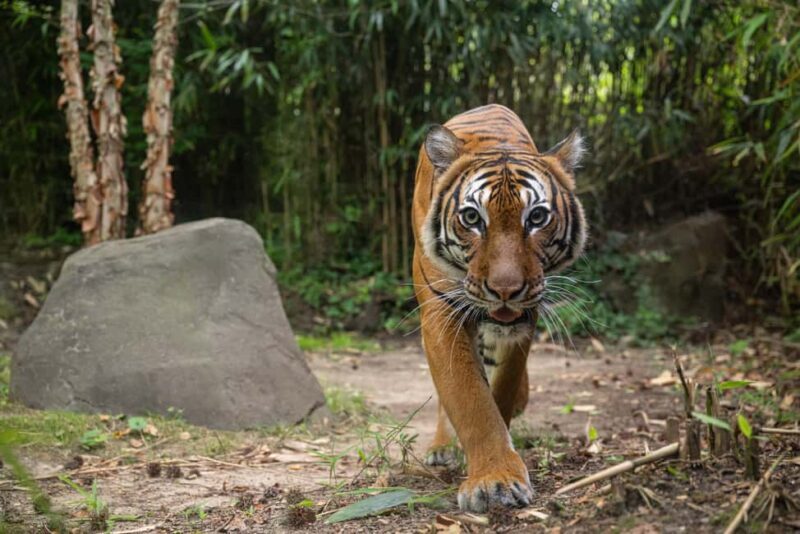 NYC: Bronx Zoo Entry Ticket - Final Thoughts