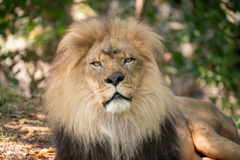 NYC: Bronx Zoo Entry Ticket - FAQ