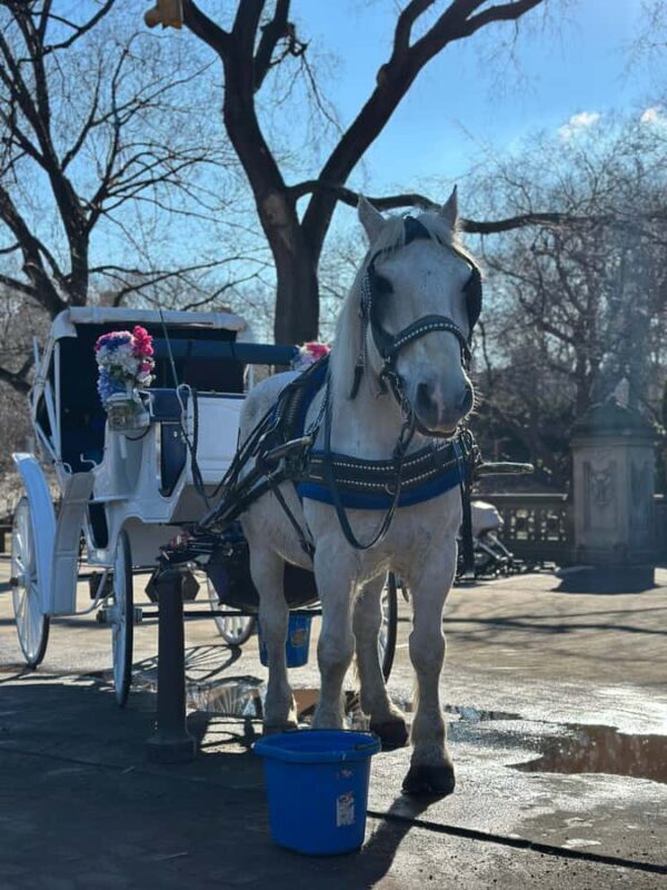 NYC Central Park Horse Drawn Carriage Ride - Experience the Charm of Central Park on a Horse-Drawn Carriage Ride