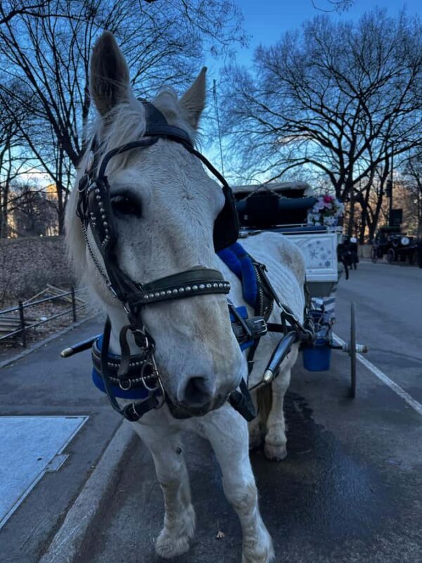 NYC Central Park Horse Drawn Carriage Ride - Key Points