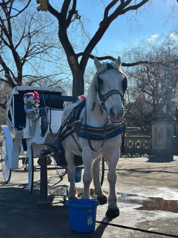 NYC Central Park Horse Drawn Carriage Ride - Who Will Get the Most Out of This Tour?