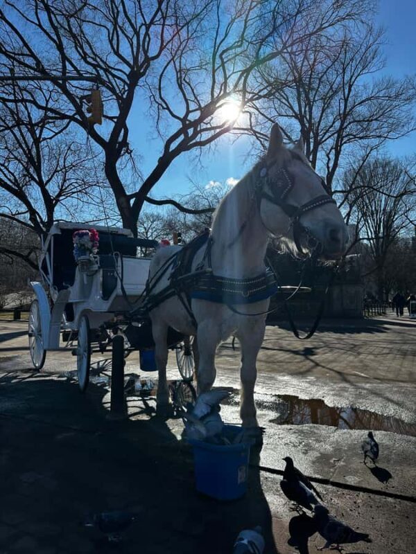 NYC Central Park Horse Drawn Carriage Ride - The Sum Up