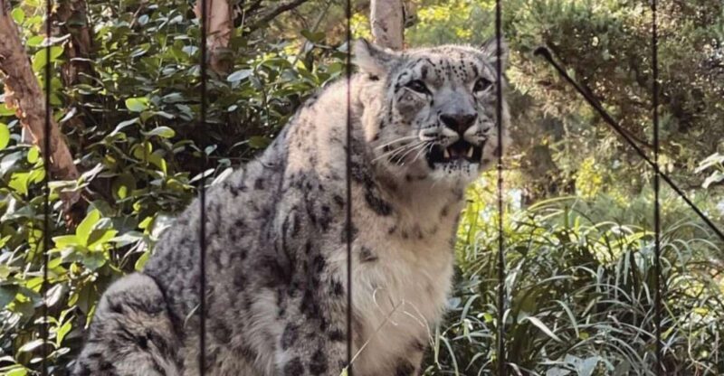 NYC: Central Park Zoo & Central Park Guided Walking Tour - Exploring New York’s Green Heart: Central Park & Zoo Guided Tour