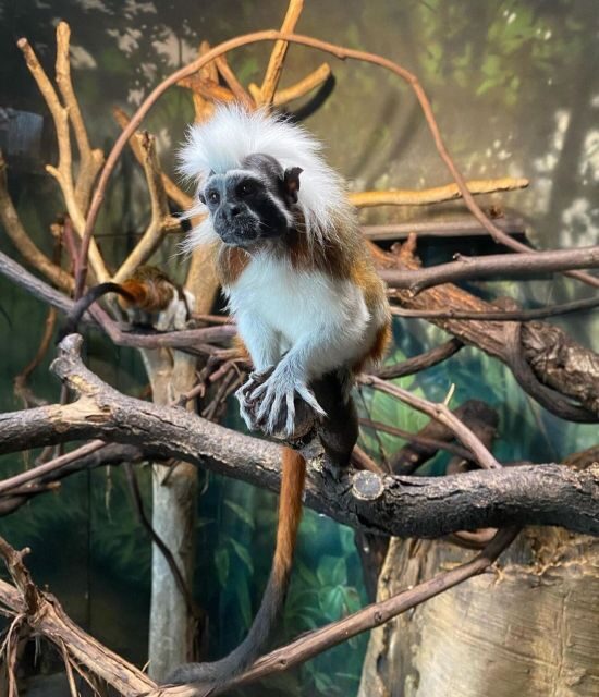 NYC: Central Park Zoo & Central Park Guided Walking Tour - Who Should Consider This Tour?