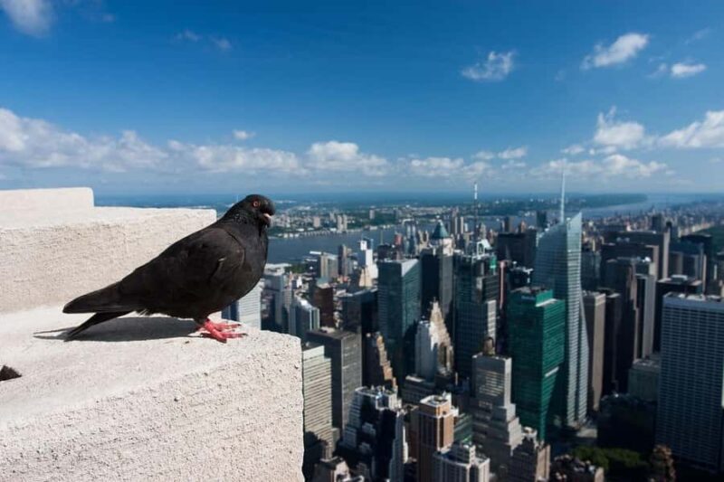 NYC: Empire State Observatory Ticket & Digital Tour - Key Points