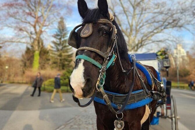 NYC Horse and Carriage Central Park Tours - Authentic Insights from Reviews and Guides