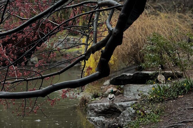 NYC Horse and Carriage Central Park Tours - Price, Value, and Practical Tips