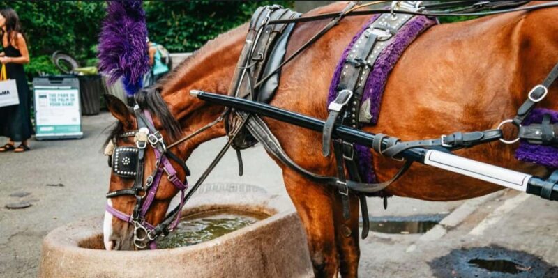 NYC: Private Christmas Lights Horse Carriage Ride - What Makes This Tour Special?