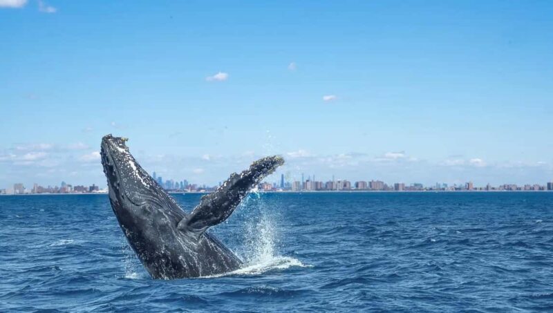 NYC: Whale Watching Cruise from Manhattan - An Honest Look at the Whale Watching Experience