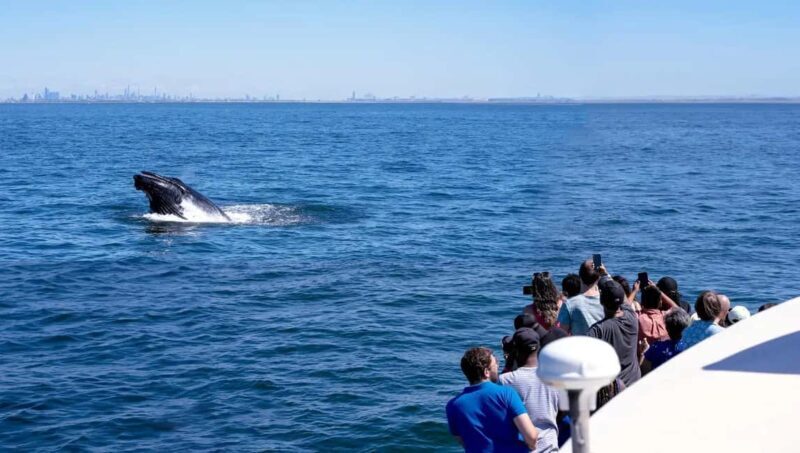 NYC: Whale Watching Cruise from Manhattan - Final Thoughts: Is It Worth It?