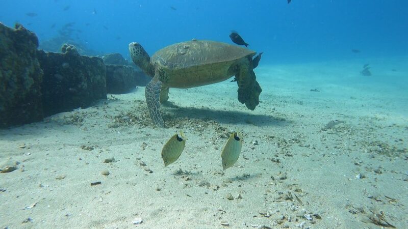 Oahu: Beginner SCUBA Dive at Electric Beach - What You Should Know Before You Go