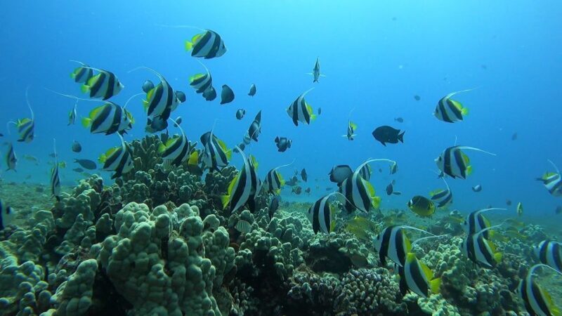 Oahu: Beginner SCUBA Dive at Electric Beach - Why This Tour Is a Great Choice