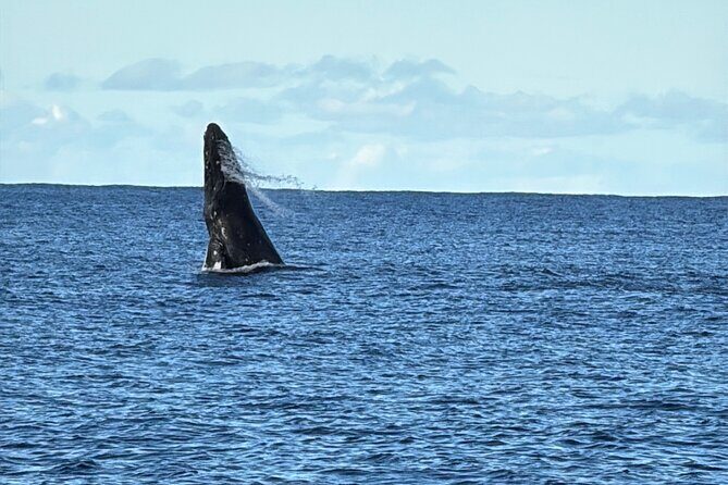 Oahu Boat Tour Ko Olina Experience - A Closer Look at the Ko Olina Boat Tour