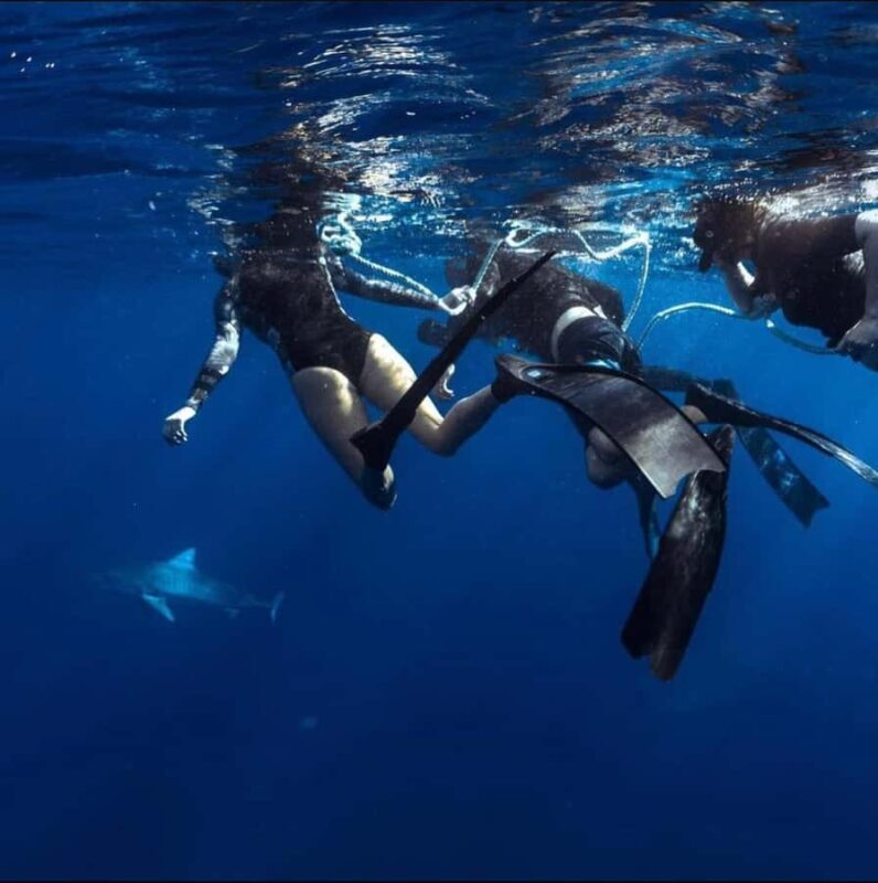 Oahu: Cageless Shark Dive Adventure - Key Points