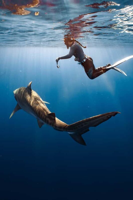Oahu: Cageless Shark Dive Adventure - The Sum Up