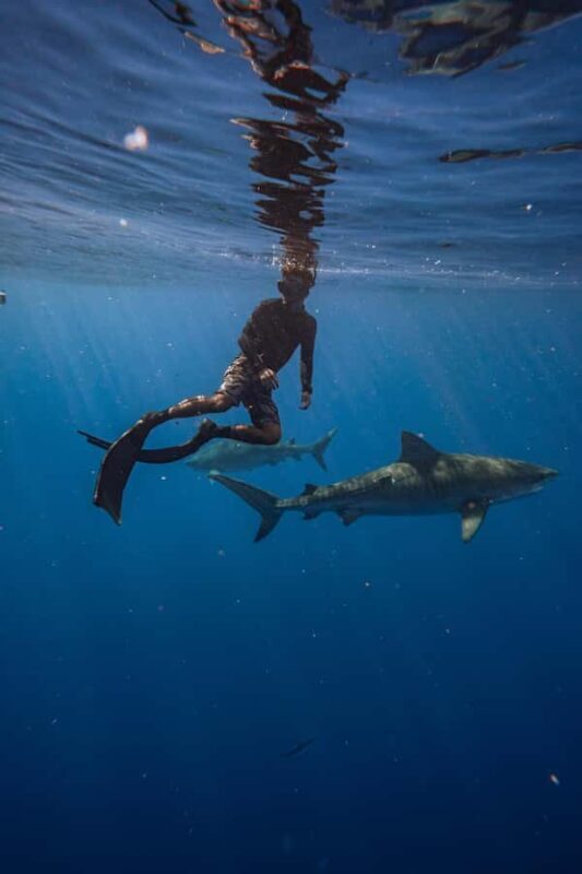 Oahu: Cageless Shark Dive Adventure - FAQ