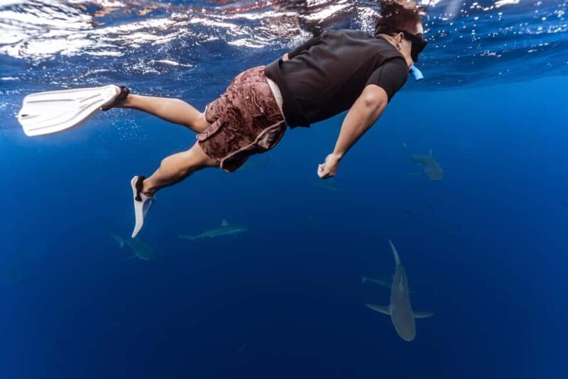 Oahu: Cageless Shark Dive Adventure - Key Points