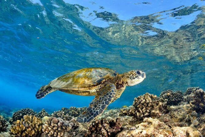 Oahu Circle Island: Snorkel with Turtles & Explore Turtle Beach - Who Will Love This Tour?