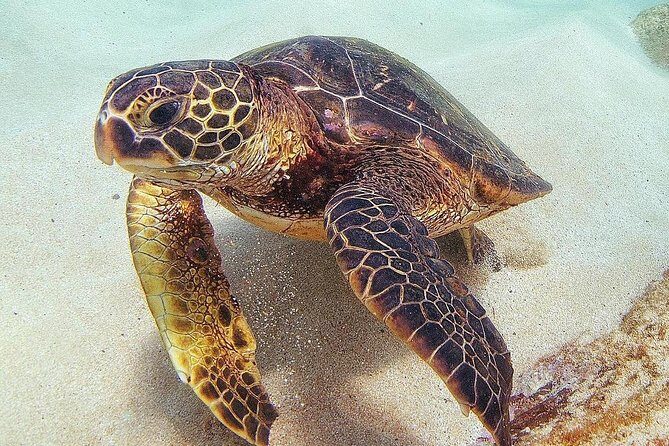 Oahu Circle Island: Snorkel with Turtles & Explore Turtle Beach - Final Thoughts