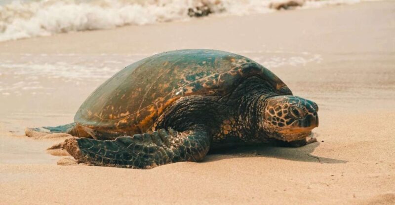 Oahu Circle Island Tour - Best Spots & Beaches - An In-Depth Look at the Oahu Circle Island Tour