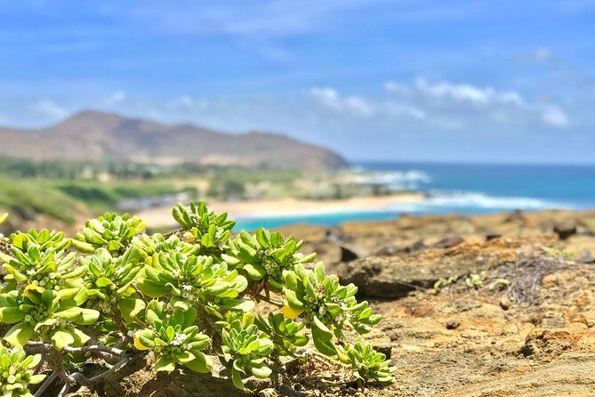 Oahu Custom Private Circle Island and Mini Circle Island Tours - Authentic Experience and Real Traveler Feedback