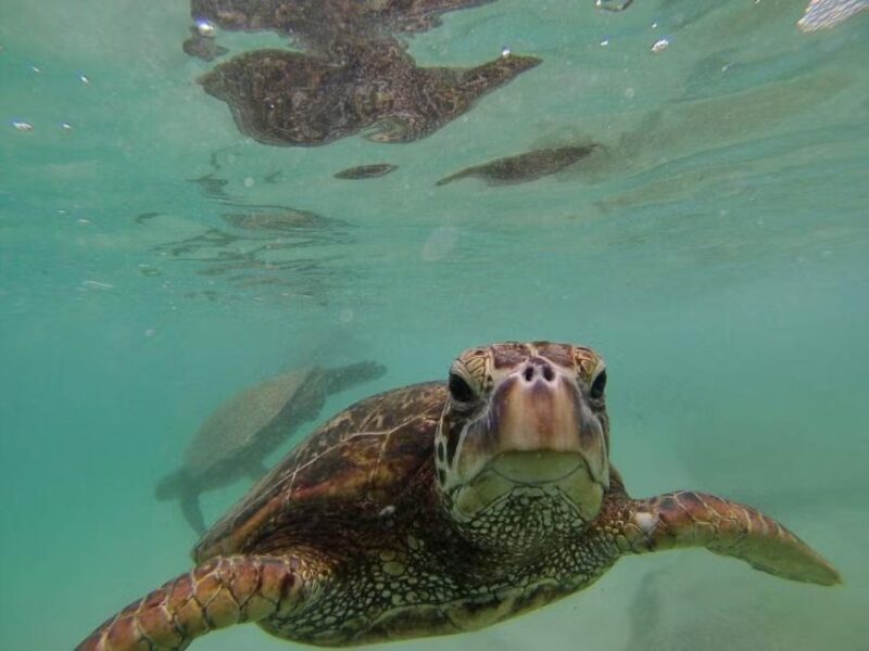 Oahu: Custom Private Island Tour of O'ahu - Authentic Experiences & Real Traveler Feedback