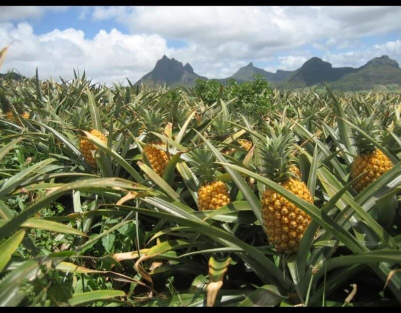 Oahu: Dole Plantation, Rum Tasting, and 3 Zipline Tour - Visit to Dole Plantation