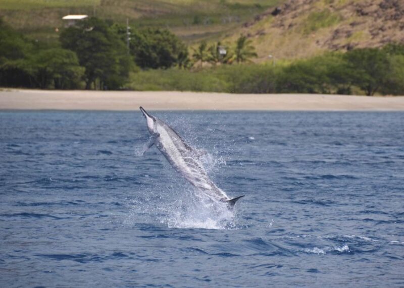 Oahu: Dolphin Swim and Turtle Snorkel Excursion in Waianae - Snorkeling and Marine Life