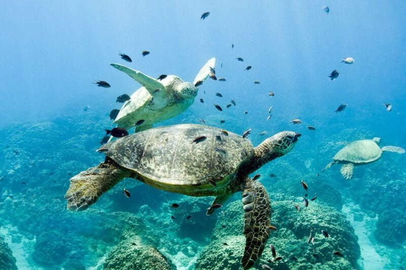 Oahu: Dolphin Swim and Turtle Snorkel Excursion in Waianae - Food and Transportation