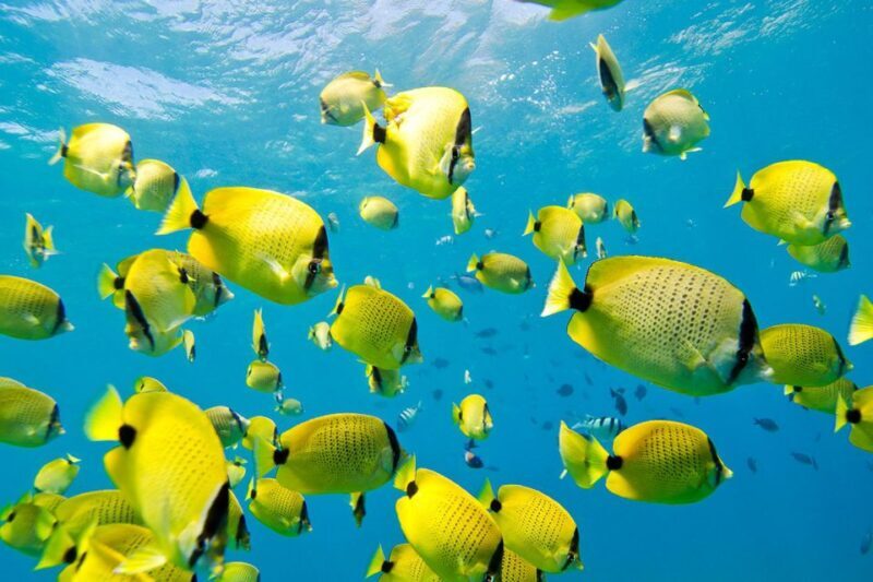 Oahu: Dolphin Swim and Turtle Snorkel Excursion in Waianae - Final Thoughts on Value and Experience