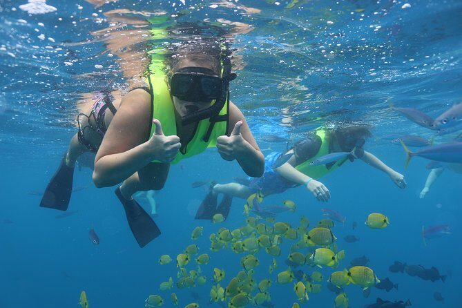 Oahu Dolphin Watch with Turtle Snorkel & Water Slide - An In-Depth Look at the Experience
