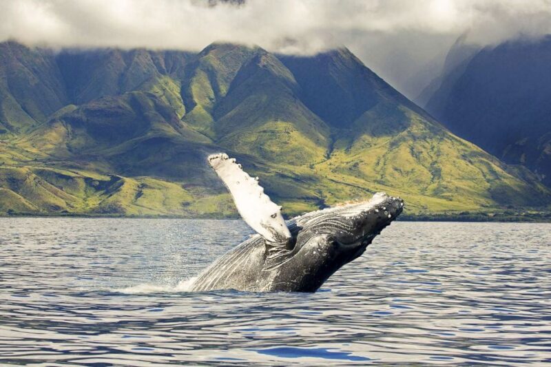 Oahu: Eco-Friendly West Coast Whale Watching Cruise - Key Points