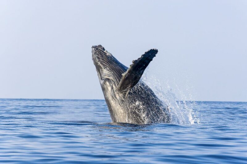 Oahu: Eco-Friendly West Coast Whale Watching Cruise - An In-Depth Look at the Experience