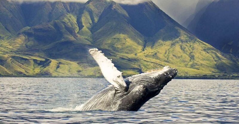 Oahu: Eco-Friendly West Coast Whale Watching Cruise - Final Thoughts